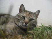 Mugli